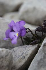 Viola cenisia