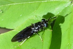 Hermetia illucens