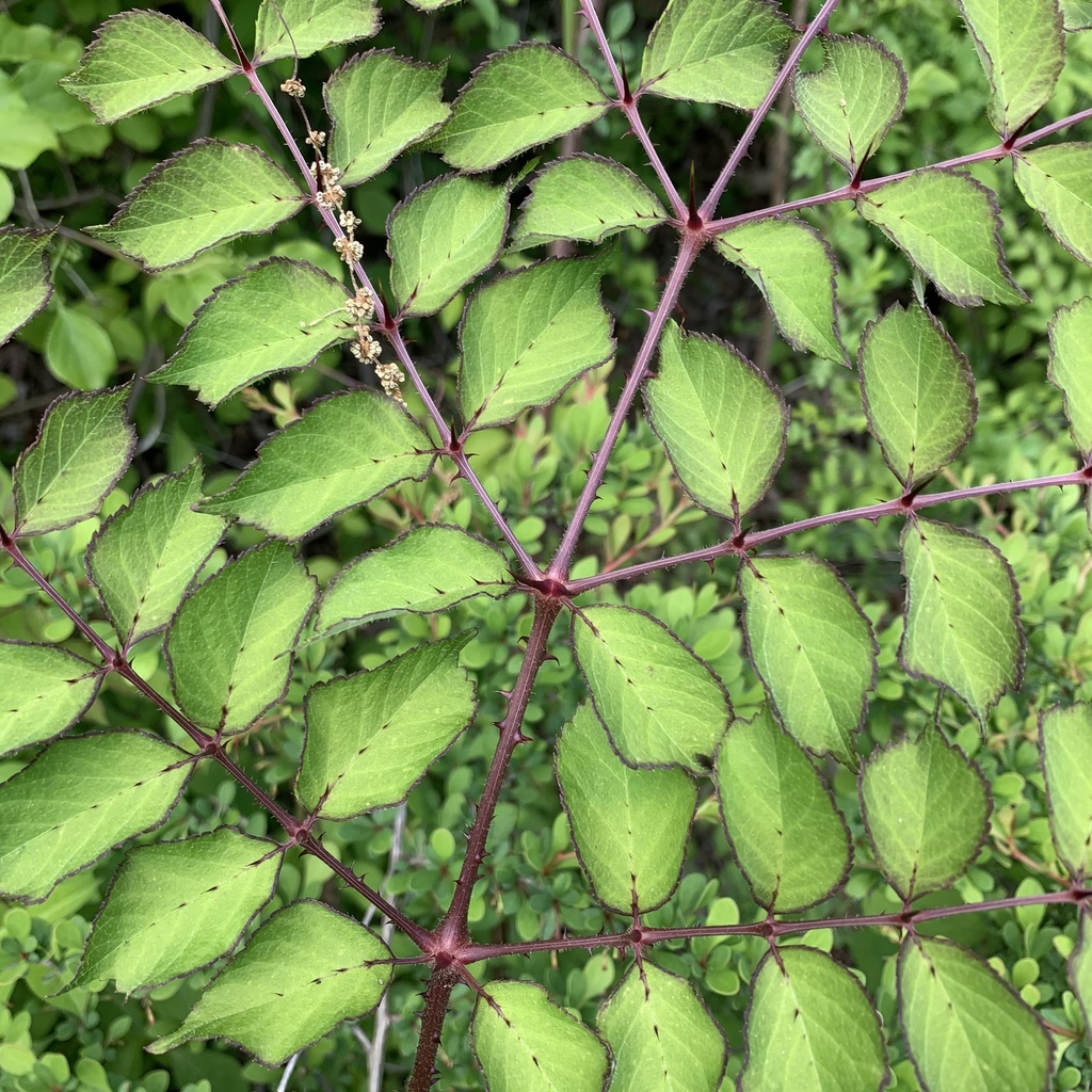 Aralia elata — a medium houseplant, prefers partial sun light