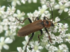 Cantharis coronata