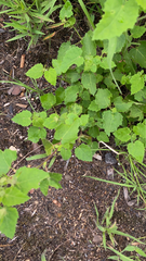 Pavonia lasiopetala