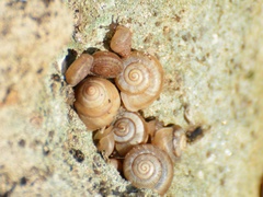 Helicoidei