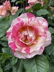 Rosa