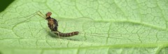 Ephemerella