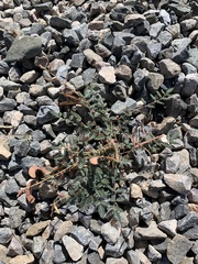 Hoffmannseggia drepanocarpa