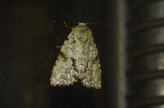 Acronicta psorallina