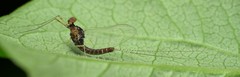Ephemerella