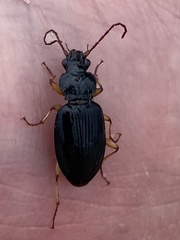 Patrobus longicornis