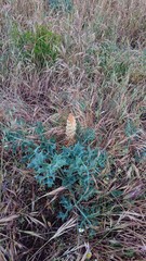 Orobanche amethystea amethystea