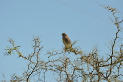 Spiziapteryx circumcincta