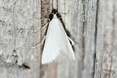 Leptosteges vestaliella