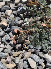 Hoffmannseggia drepanocarpa