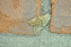 Orthosia