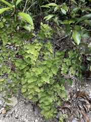 Adiantum tenerum