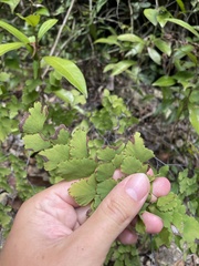 Adiantum tenerum