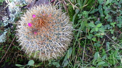 Mammillaria rhodantha