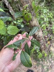 Bourreria virgata