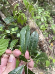 Bourreria virgata