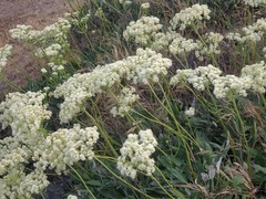Eriogonum compositum