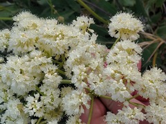 Eriogonum compositum