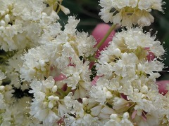 Eriogonum compositum