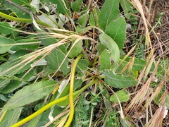 Eriogonum compositum