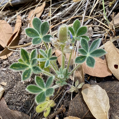 Lupinus huachucanus