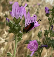 Zygaena sarpedon
