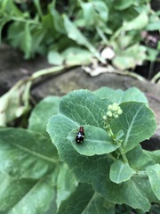 Gynandrobrotica lepida