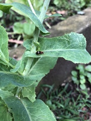 Gynandrobrotica lepida