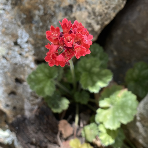 Heuchera sanguinea