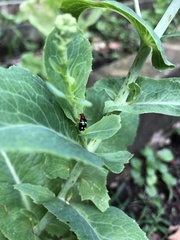 Gynandrobrotica lepida