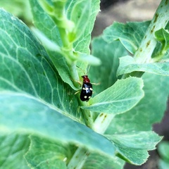 Gynandrobrotica lepida