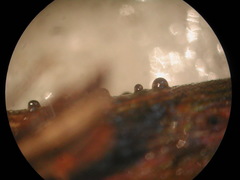 Seiridium pezizoides