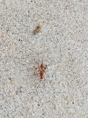 Compsocryptus calipterus