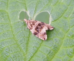 Syricoris