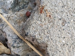 Compsocryptus calipterus