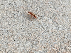 Compsocryptus calipterus