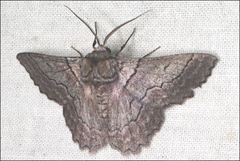 Hypobapta tachyhalotaria