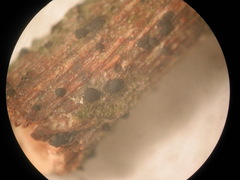 Seiridium pezizoides