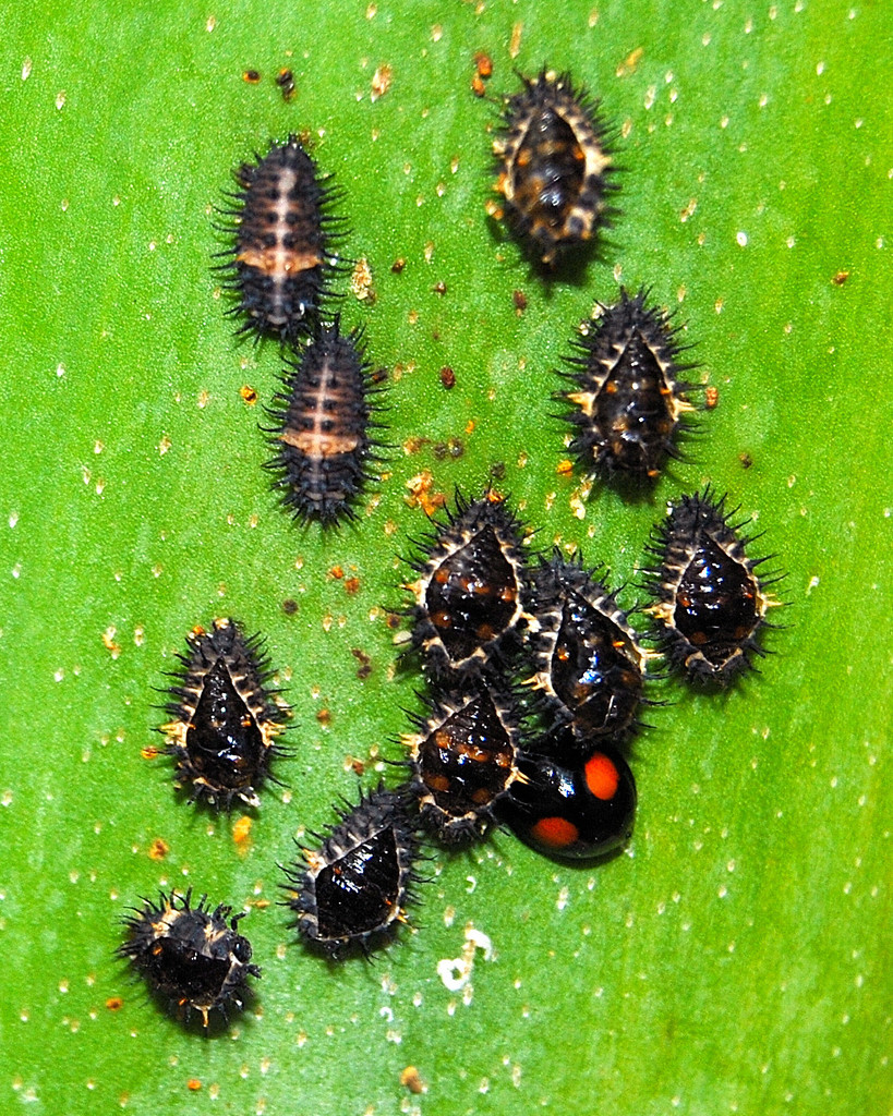 Cactus Lady Beetle