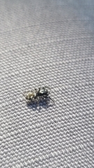 Salticus scenicus