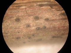 Seiridium pezizoides