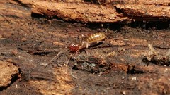 Hubbardia pentapeltis