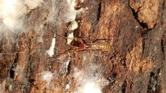 Hubbardia pentapeltis