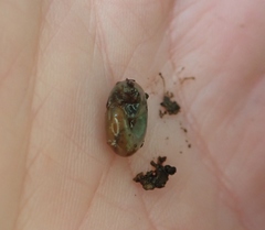 Oxychilus navarricus