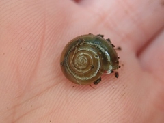 Oxychilus navarricus