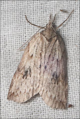 Neoteristis paraphanes