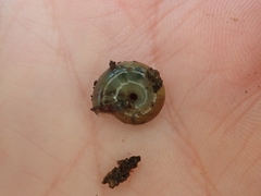 Oxychilus navarricus