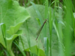 Lestes inaequalis